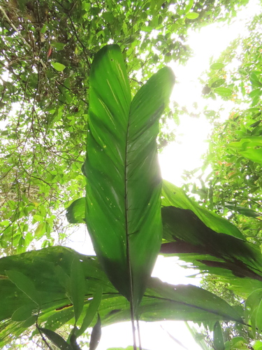 Bactris corossilla