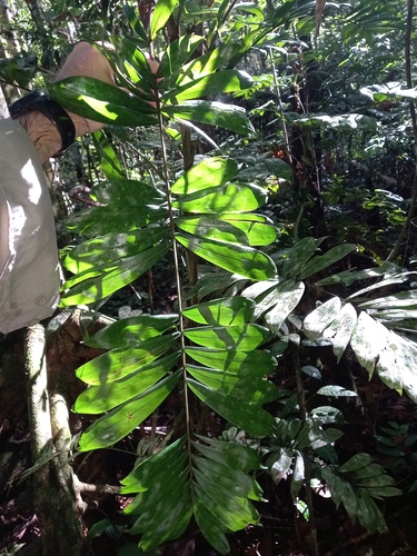 Bactris elegans