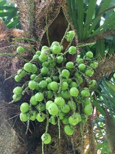 Bactris ferruginea