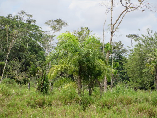 Bactris gasipaes