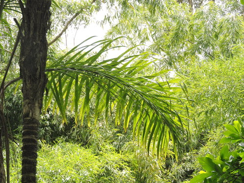 Bactris gasipaes