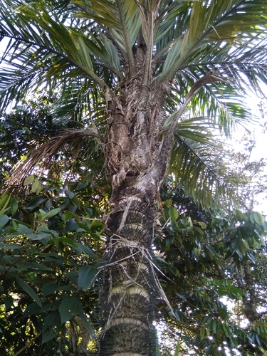 Bactris macana