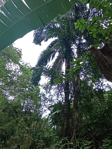 Bactris macana