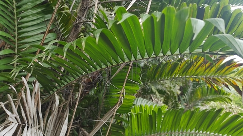 Bactris major