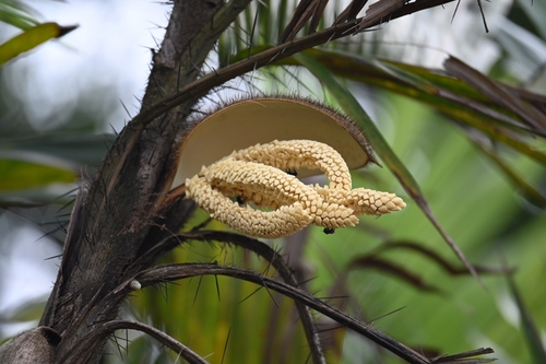 Bactris major