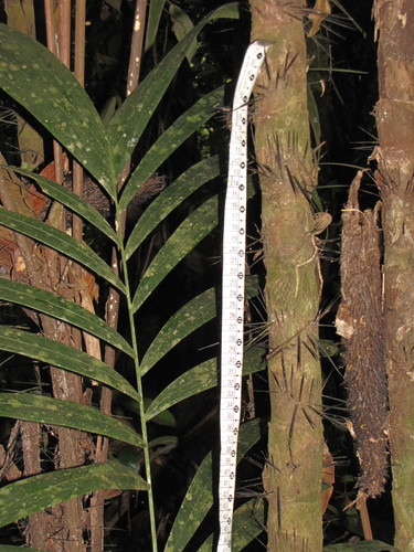 Bactris maraja