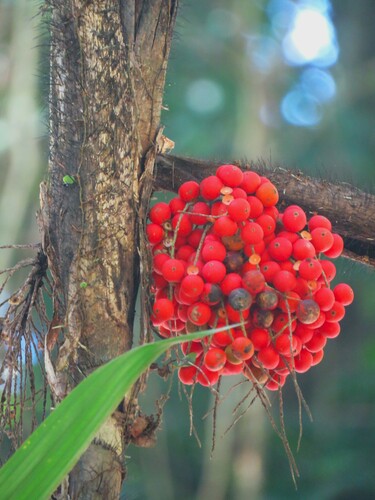 Bactris mexicana