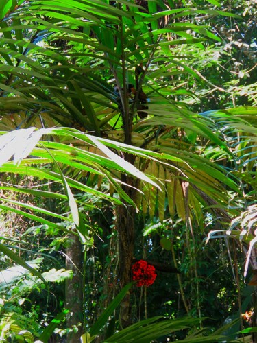 Bactris mexicana