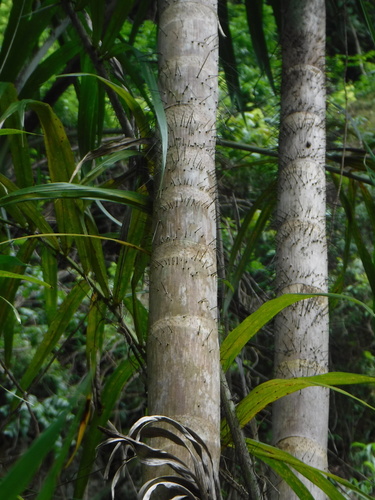 Bactris plumeriana