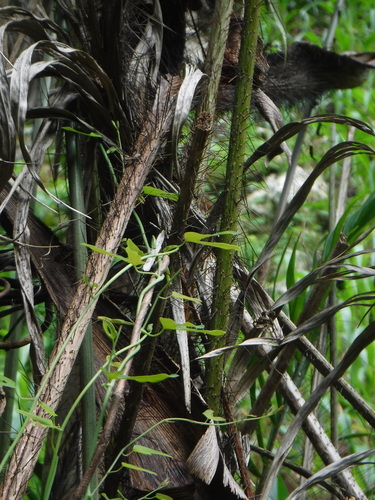 Bactris plumeriana