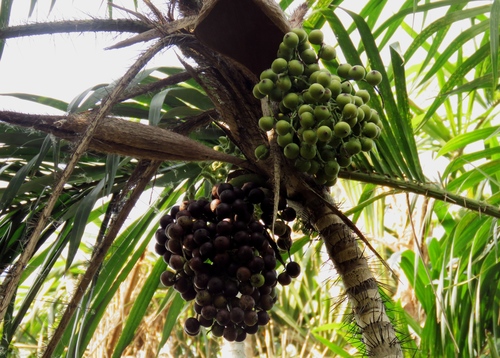 Bactris setosa