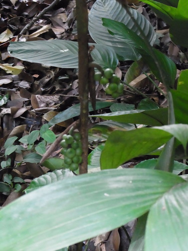 Bactris simplicifrons