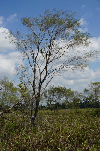 Baeckea frutescens