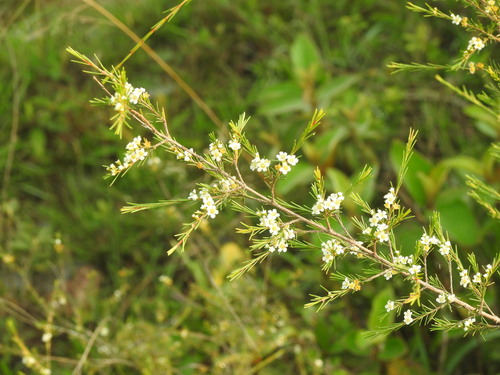 Baeckea frutescens