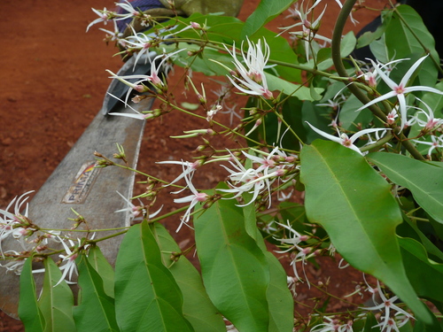 Baissea multiflora