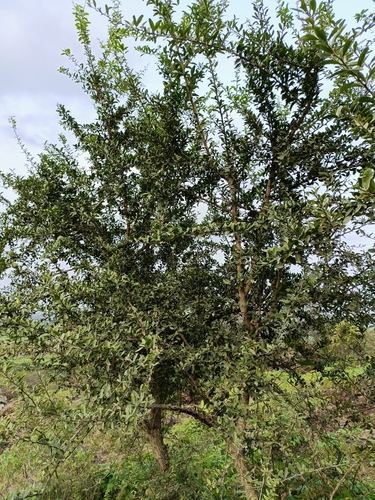 Balanites roxburghii