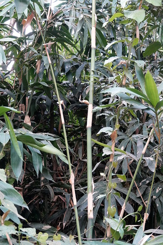 Bambusa atra