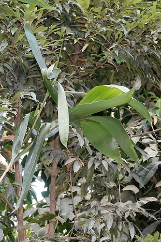 Bambusa atra