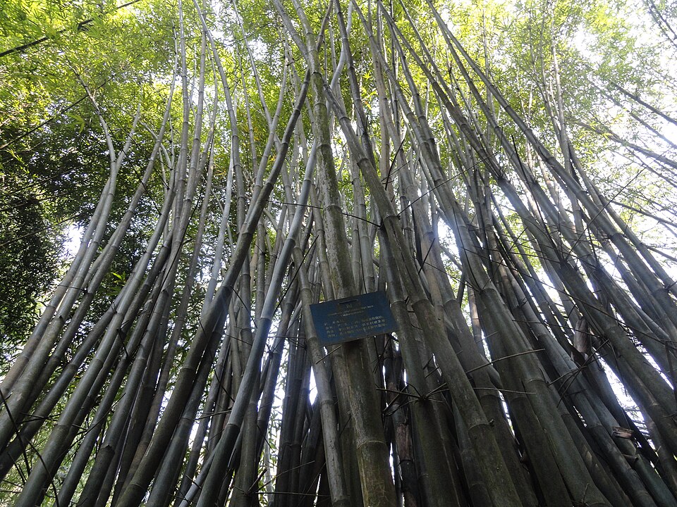Bambusa eutuldoides