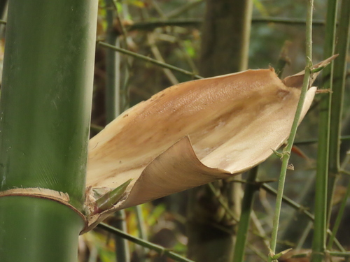 Bambusa stenostachya