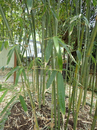 Bambusa tulda
