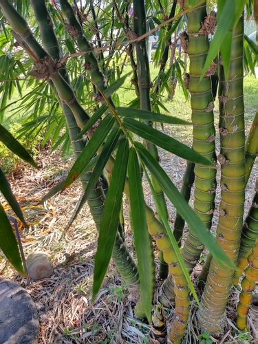 Bambusa tuldoides