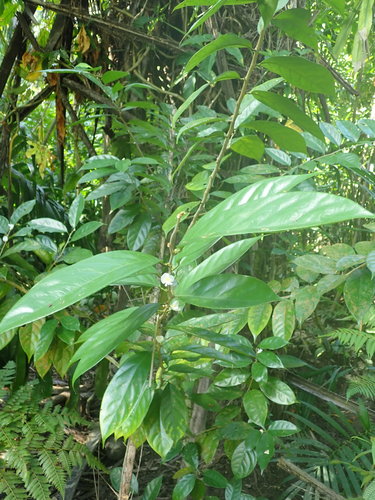 Baphia nitida