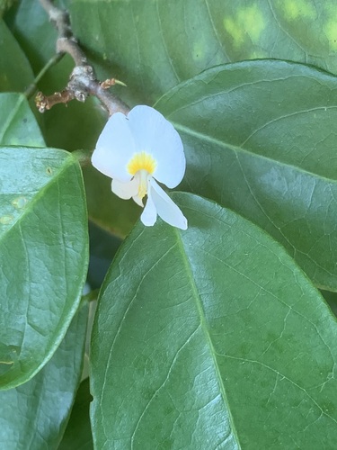 Baphia nitida