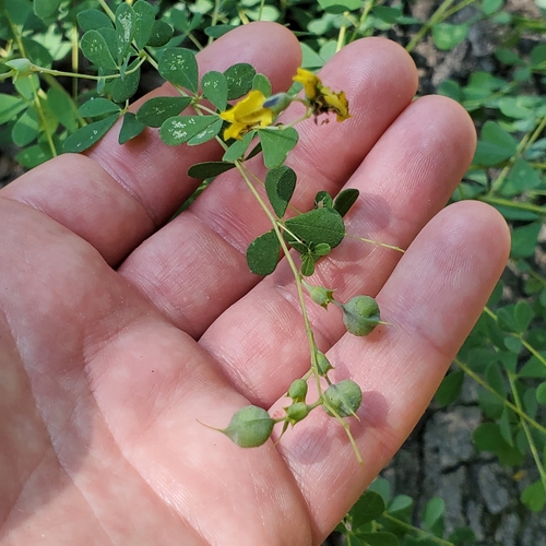 Baptisia tinctoria