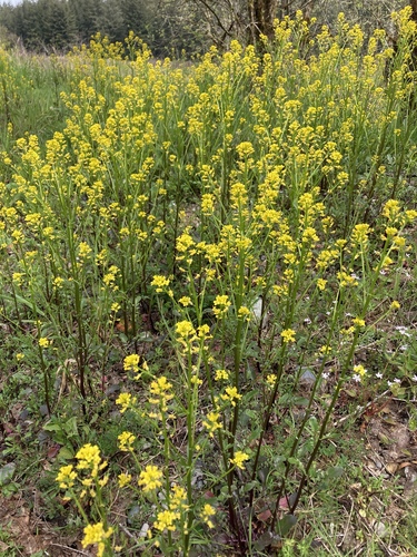 Barbarea orthoceras