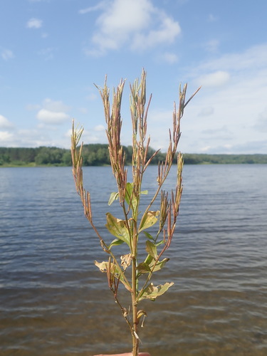 Barbarea stricta