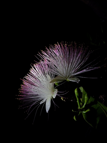 Barringtonia asiatica