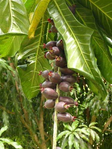Barringtonia edulis