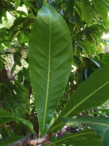 Barringtonia edulis