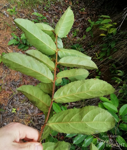 Barteria pubescens