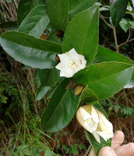 Barteria pubescens