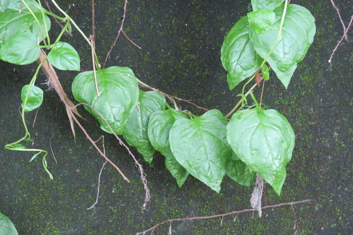 Basella alba