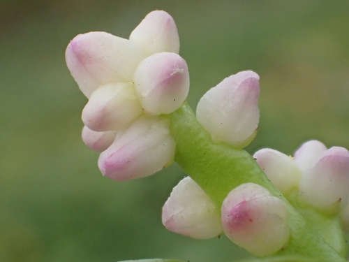 Basellaceae