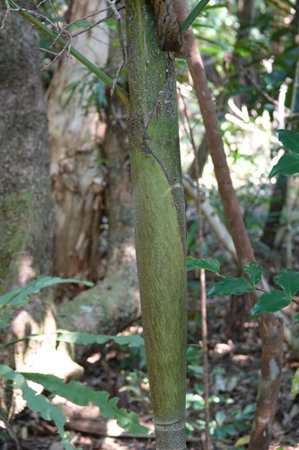 Basselinia glabrata