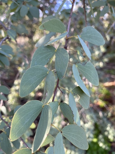 Bauhinia gilva