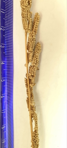 Beckmannia eruciformis