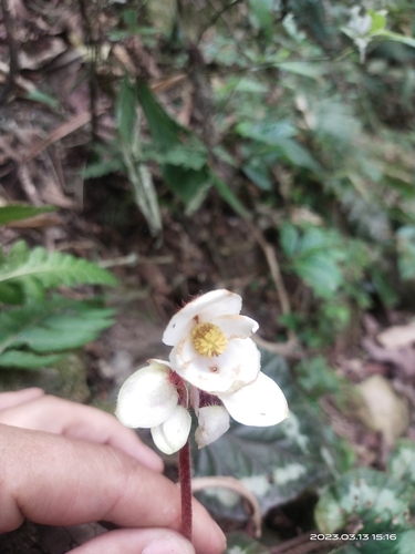 Begonia annulata