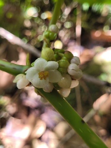 Begonia aptera