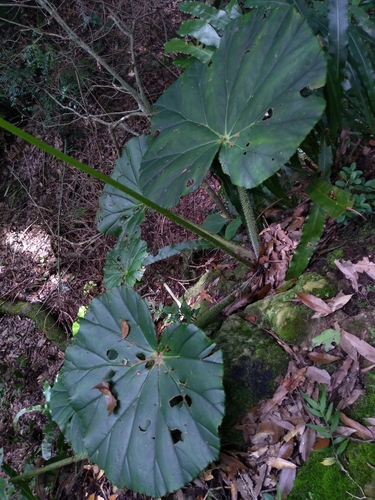 Begonia barkeri