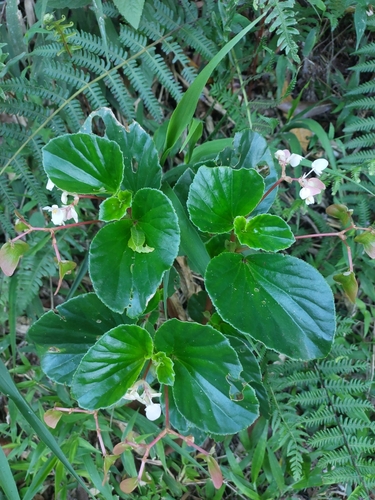 Begonia cucullata