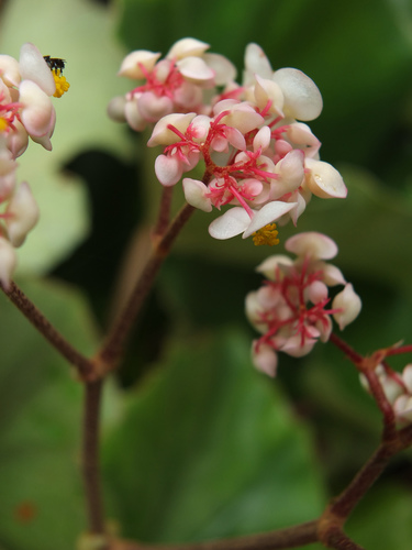 Begonia floccifera
