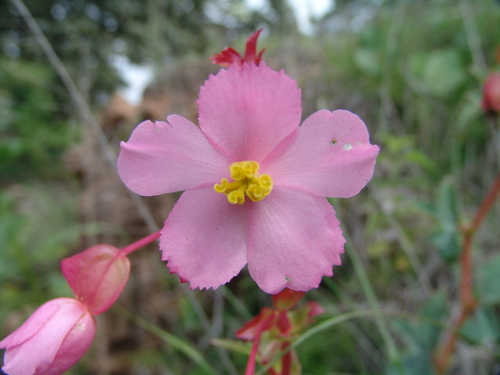 Begonia gracilis
