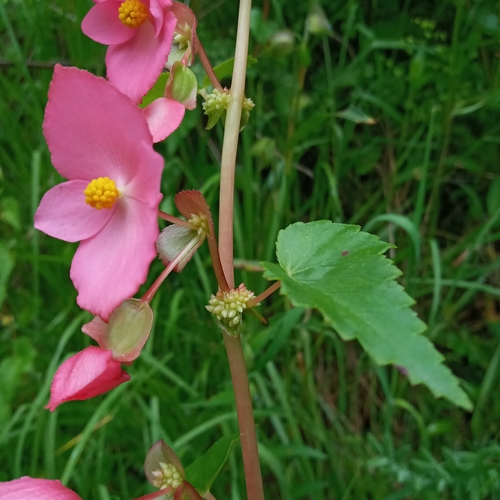 Begonia gracilis