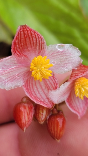Begonia hatacoa