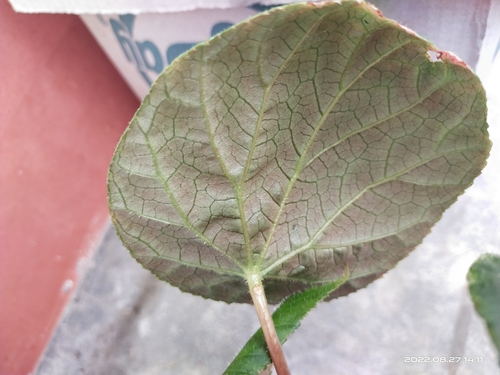 Begonia josephi